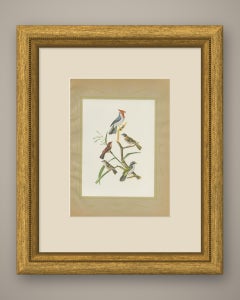 Cardinals and Finches, Brazilian Bird Print, Descourtilz, 1944