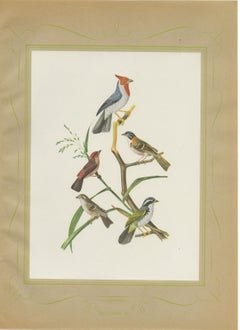 Cardinals and Finches, Brazilian Bird Print, Descourtilz, 1944