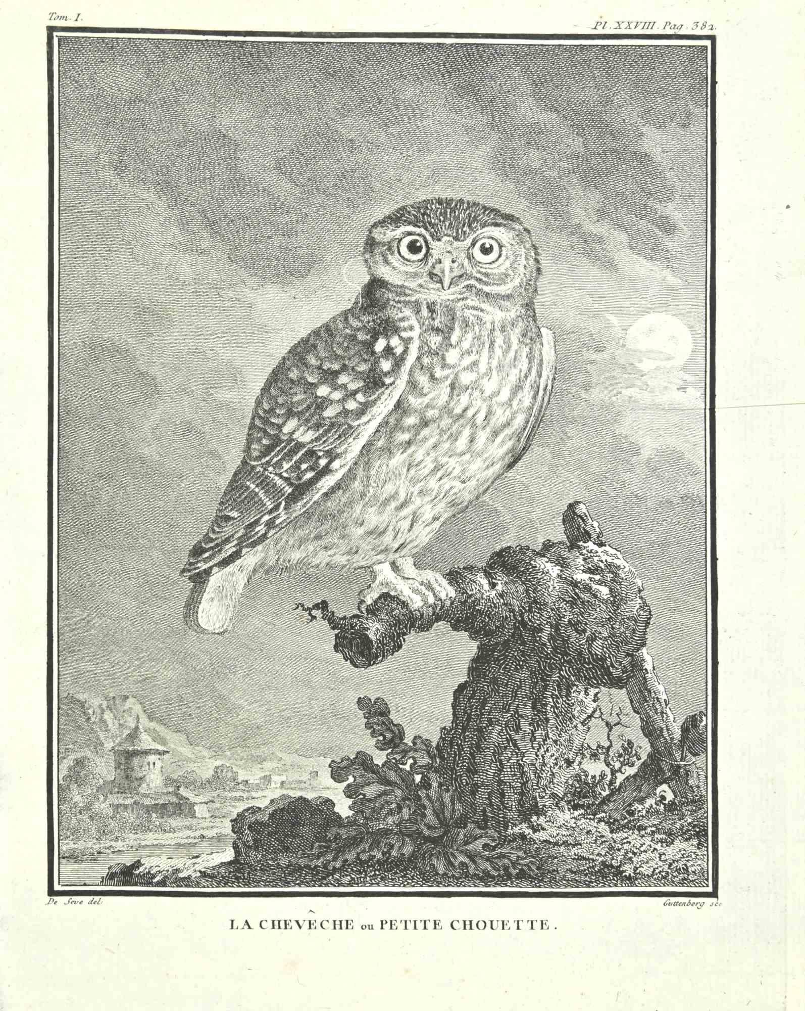 La Cheveche on Petite Choutte is an etching realized by Carl Guttenberg in 1771.

The artwork Belongs to the suite "Histoire naturelle, générale et particulière avec la description du Cabinet du Roi". Paris: Imprimerie Royale, 1749-1771.  

Signed