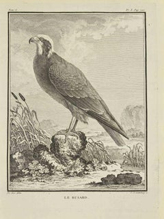Le Busard - Etching by Carl Guttenberg - 1771
