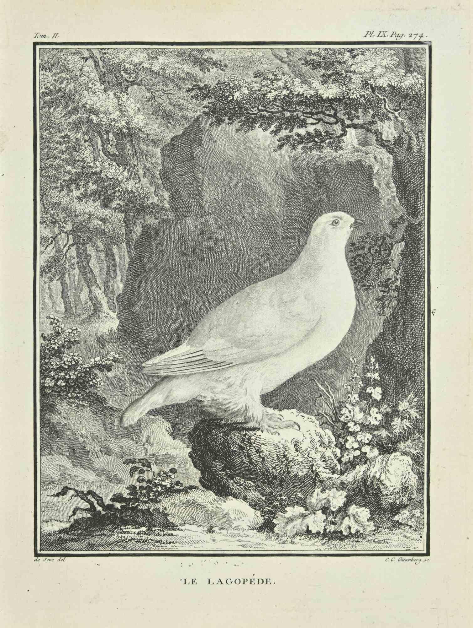 Le Lagopede ist eine Radierung von Carl Guttenberg aus dem Jahr 1771.

Das Kunstwerk gehört zu der Suite "Histoire naturelle, générale et particulière avec la description du Cabinet du Roi". Paris: Imprimerie Royale, 1749-1771. 

In der Platte