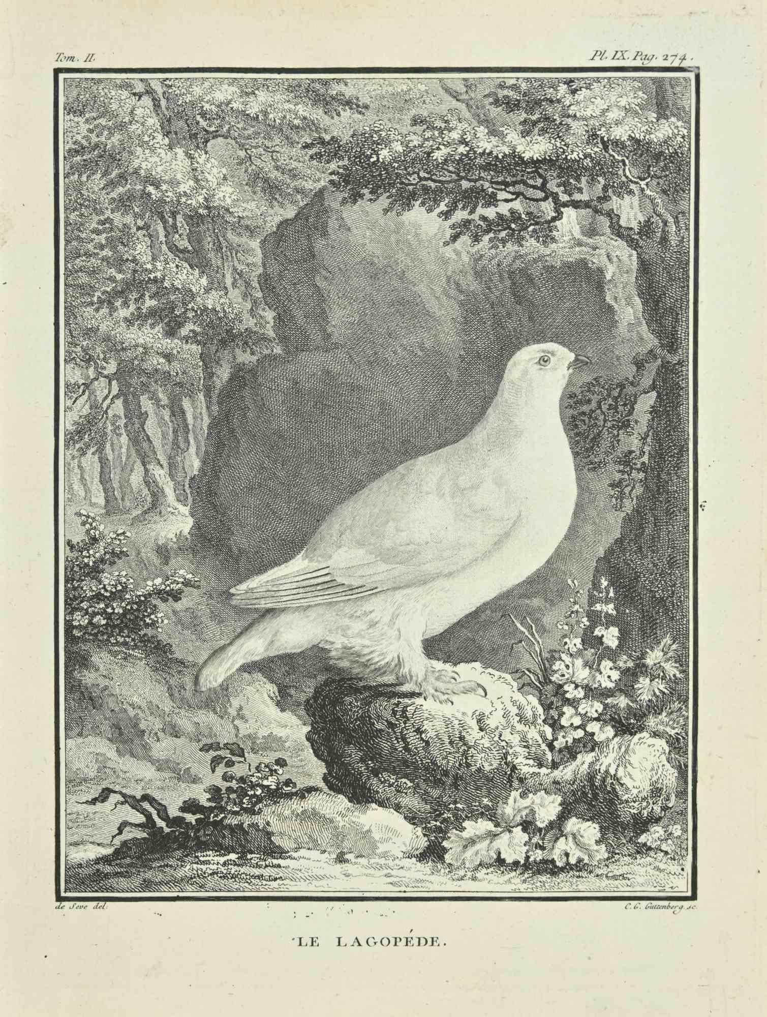 Etching realized in 1771.

It belongs to the first edition of the suite "Histoire Naturelle de Buffon".

Good conditions with slight foxing.






