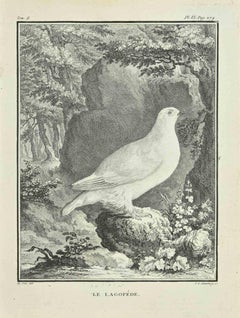Le Lagopede - Etching by Carl Guttenberg - 1771
