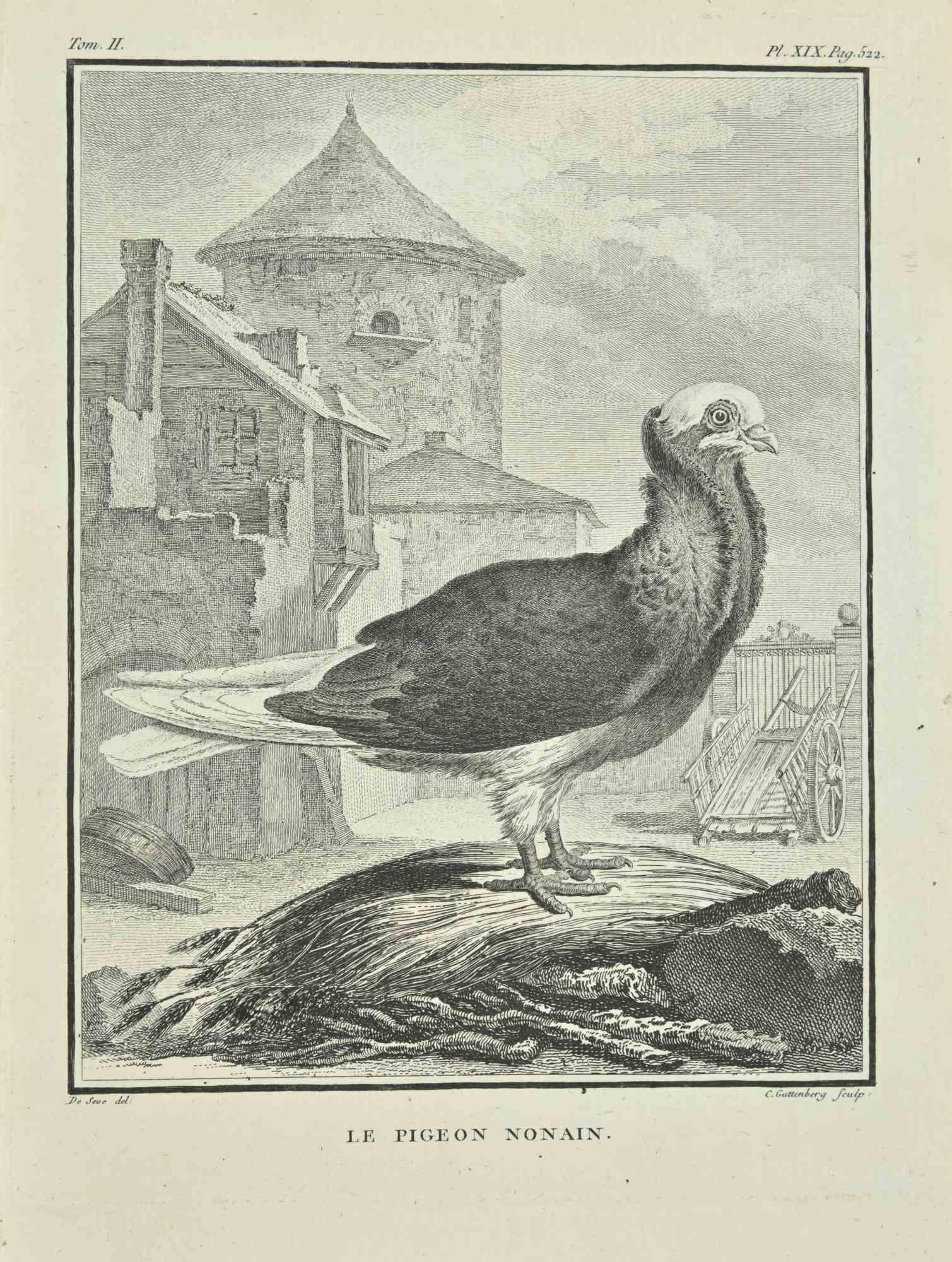 Le Pigeon Nonain - eau-forte de Carl Guttenber - 1771