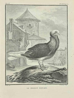 Antique Le Pigeon Nonain - Etching by Carl Guttenber - 1771