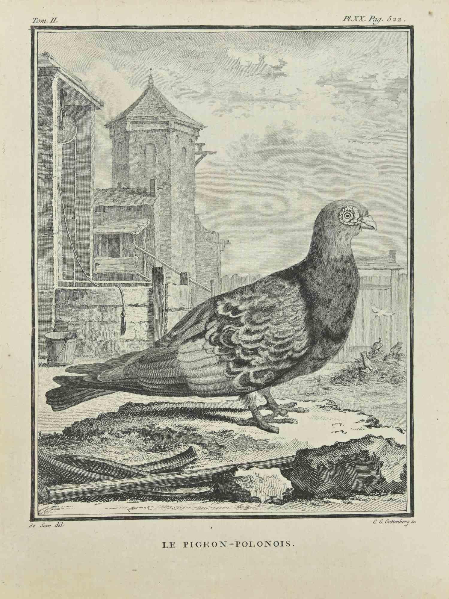 Carl Guttenberg Figurative Print - Le Pigeon - Polonois - Etching by Carl Guttenber - 1771