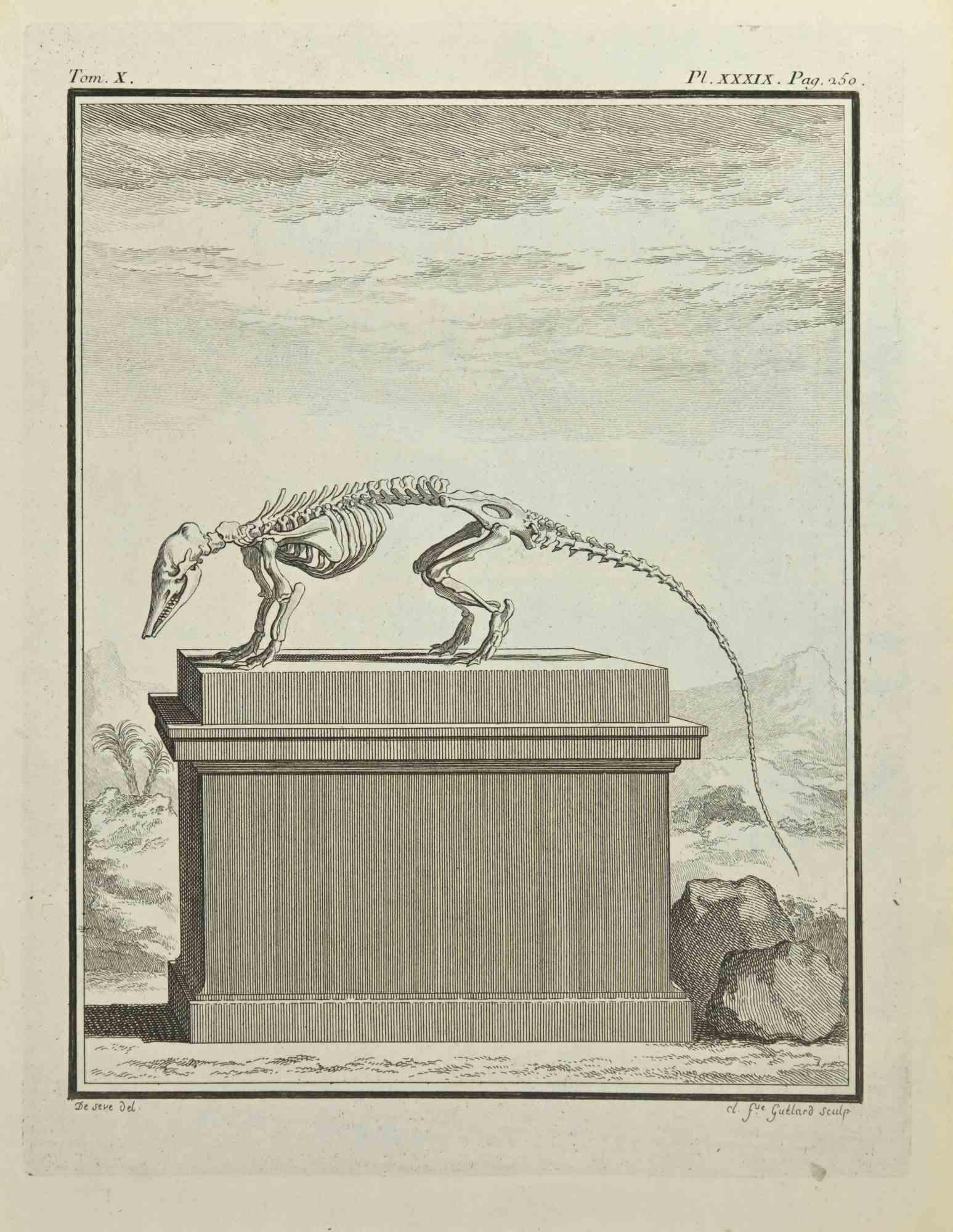 Carl Guttenberg Figurative Print - Skeleton  - Etching by Carl Guttenber - 1771