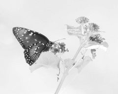 Farfalla e fiore #2