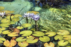 Water Lilies