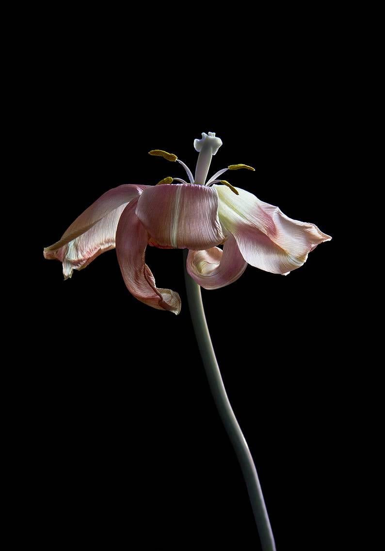 Carla van de Puttelaar Still-Life Photograph – Hortus Nocturnum