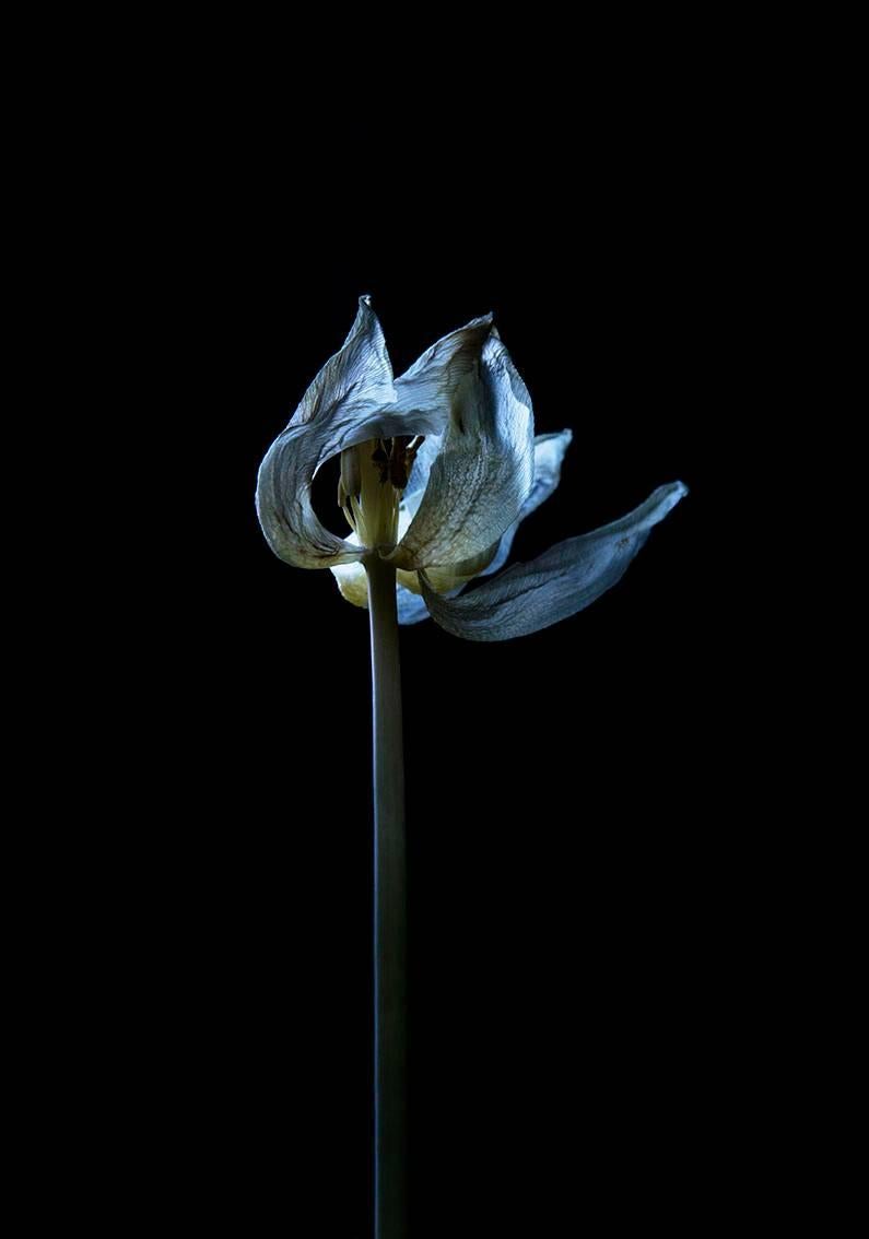 Carla van de Puttelaar Color Photograph – Hortus Nocturnum