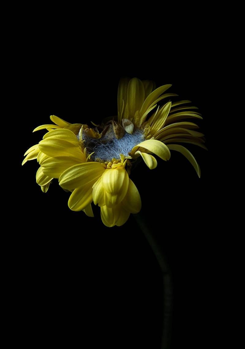 Carla van de Puttelaar Color Photograph - Hortus Nocturnum
