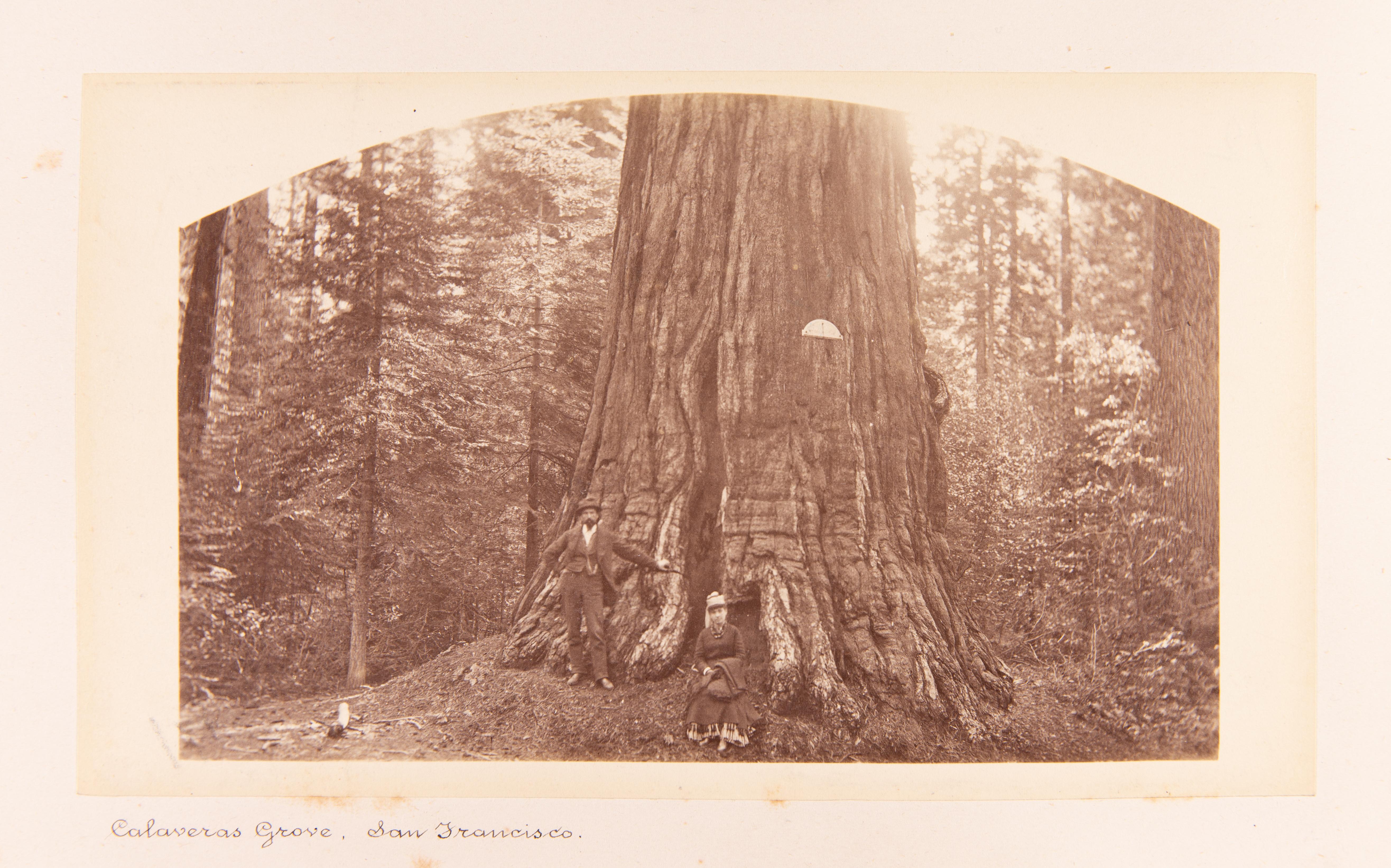 Calaveras Grove, CA - Argent Black and White Photograph par Carleton Watkins