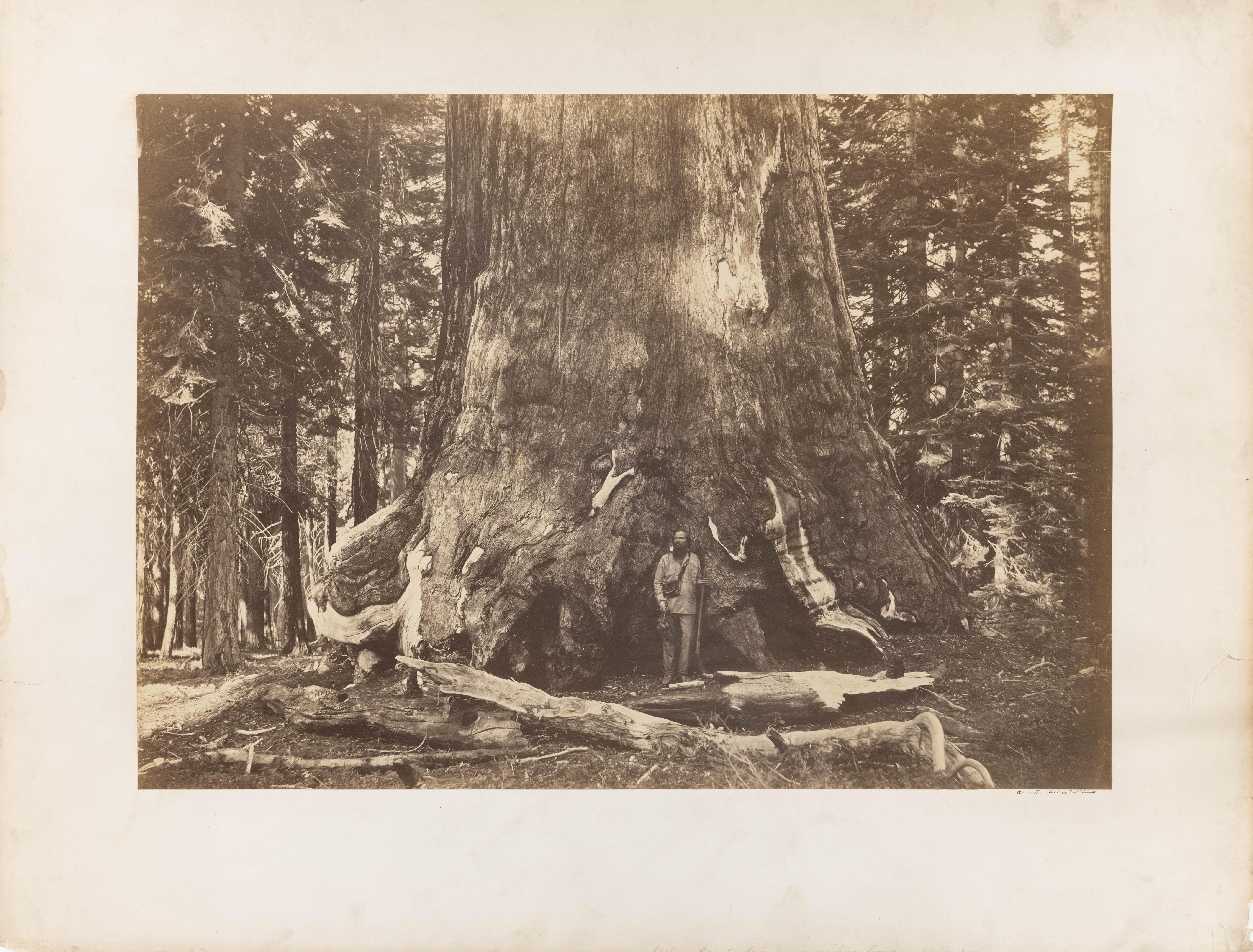 Section of the Grizzly Giant, Mariposa Grove, Yosemite - Argent Black and White Photograph par Carleton Watkins