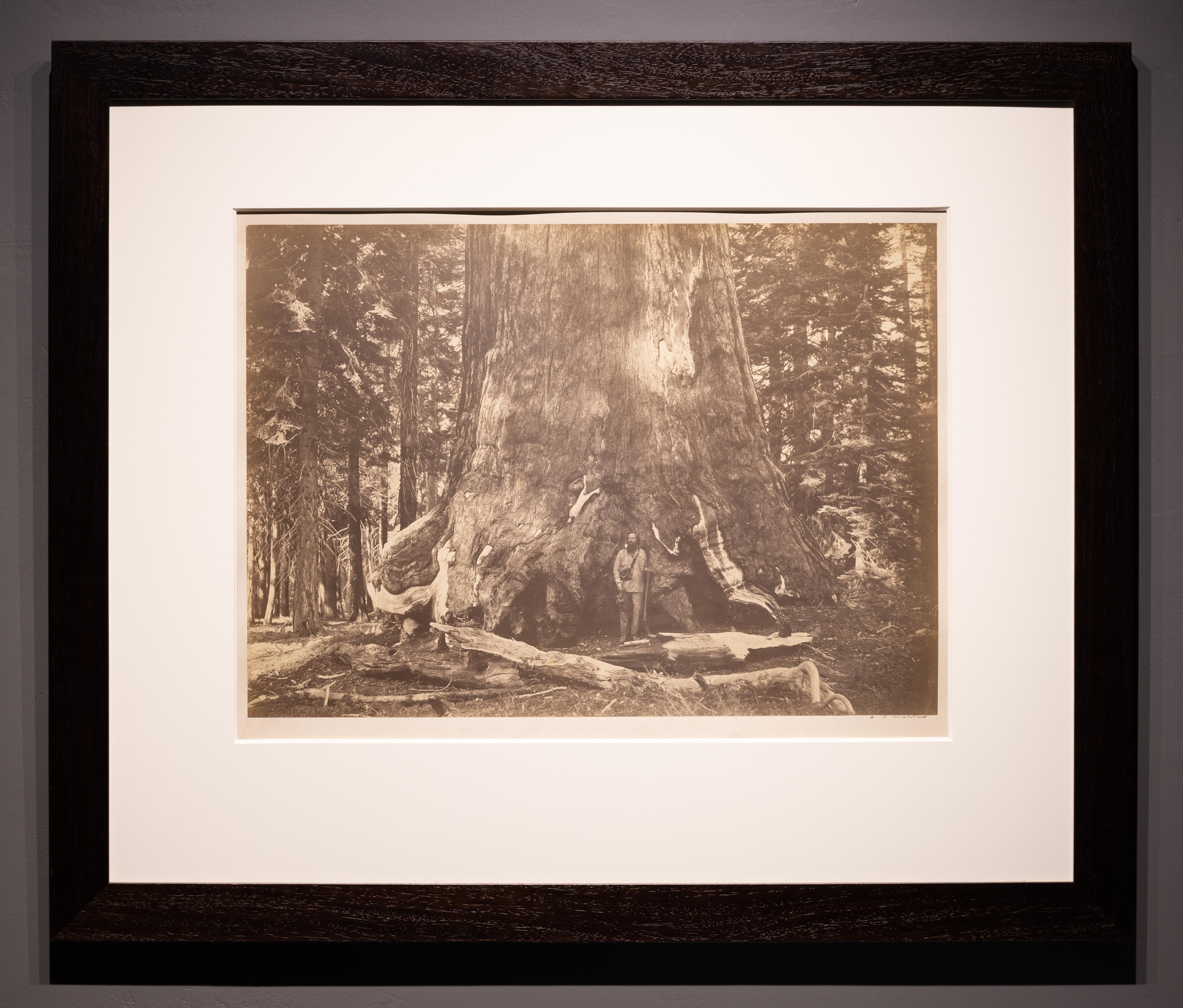 This albumen silver print mounted to board is signed in ink beneath the image, with a title in pencil at the bottom of the mount. Naef 103. 