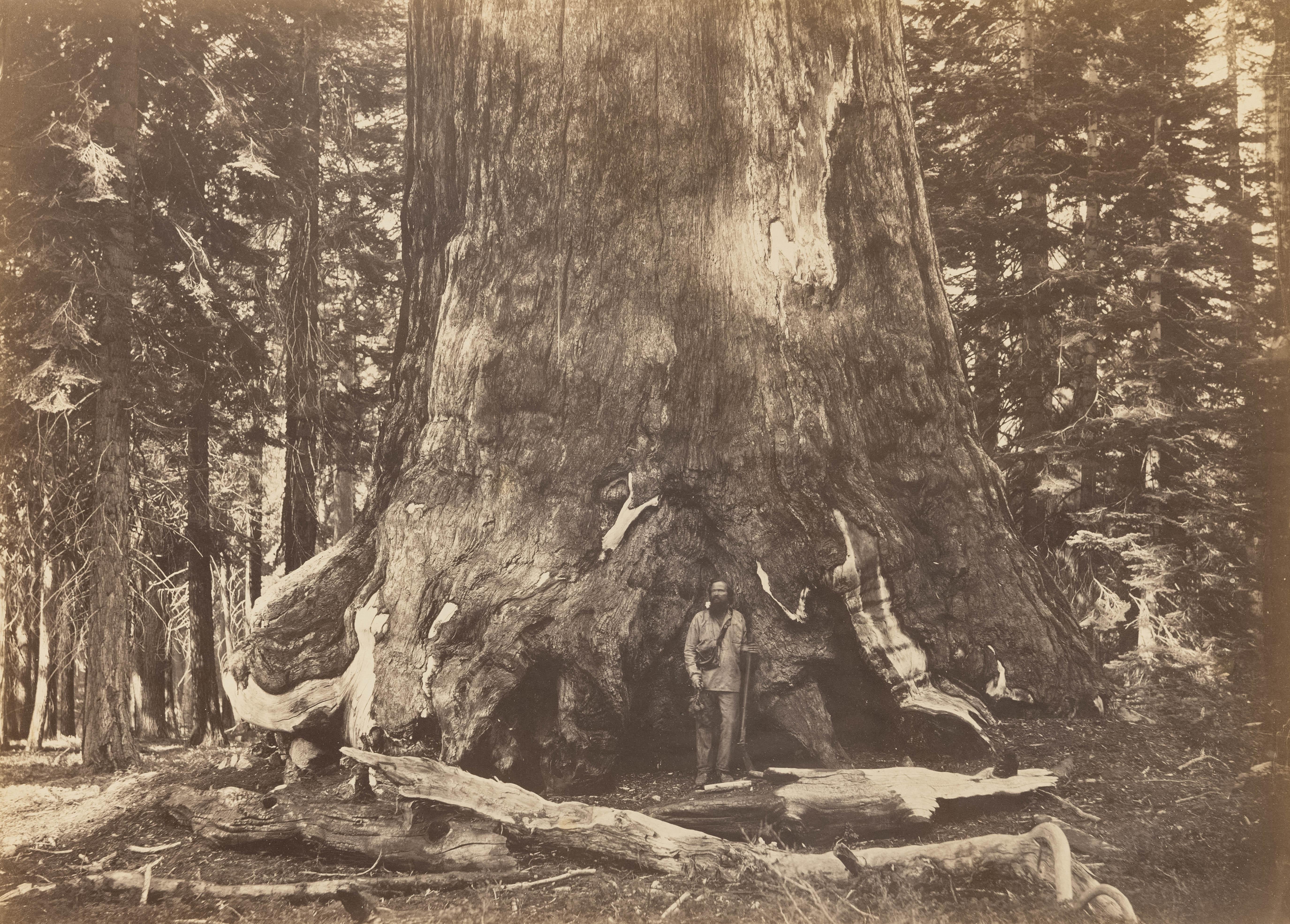 Black and White Photograph Carleton Watkins - Section of the Grizzly Giant, Mariposa Grove, Yosemite