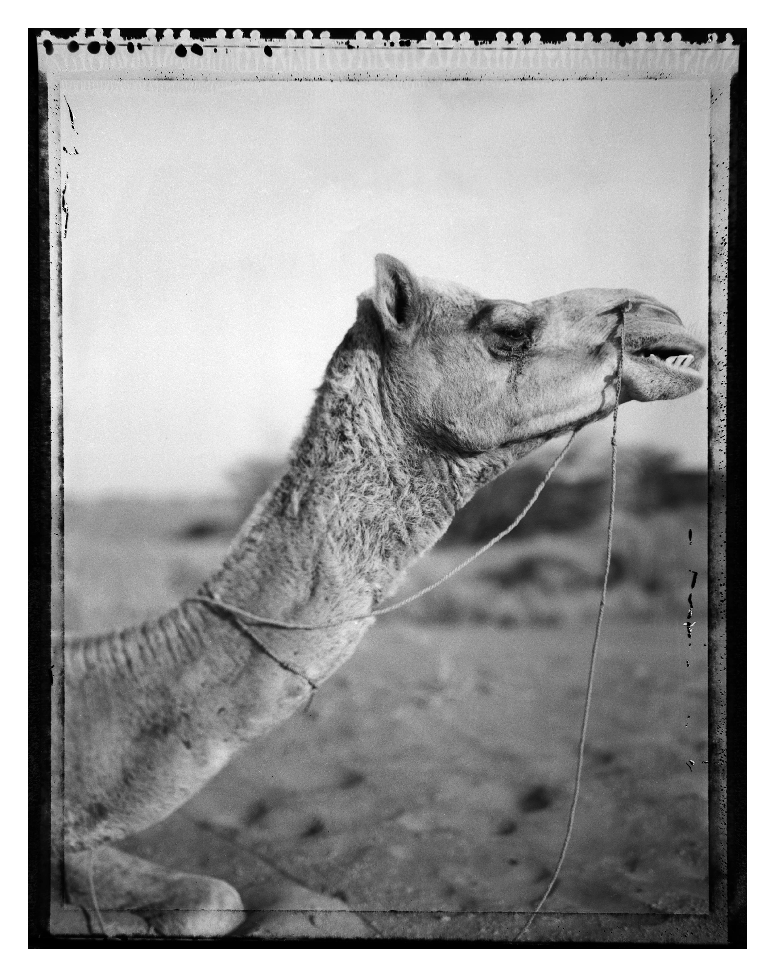Carlo Bevilacqua Black and White Photograph – Ein Kamel in den Sanddünen  - Rajastan - Indien (aus der Serie Indian Stills)