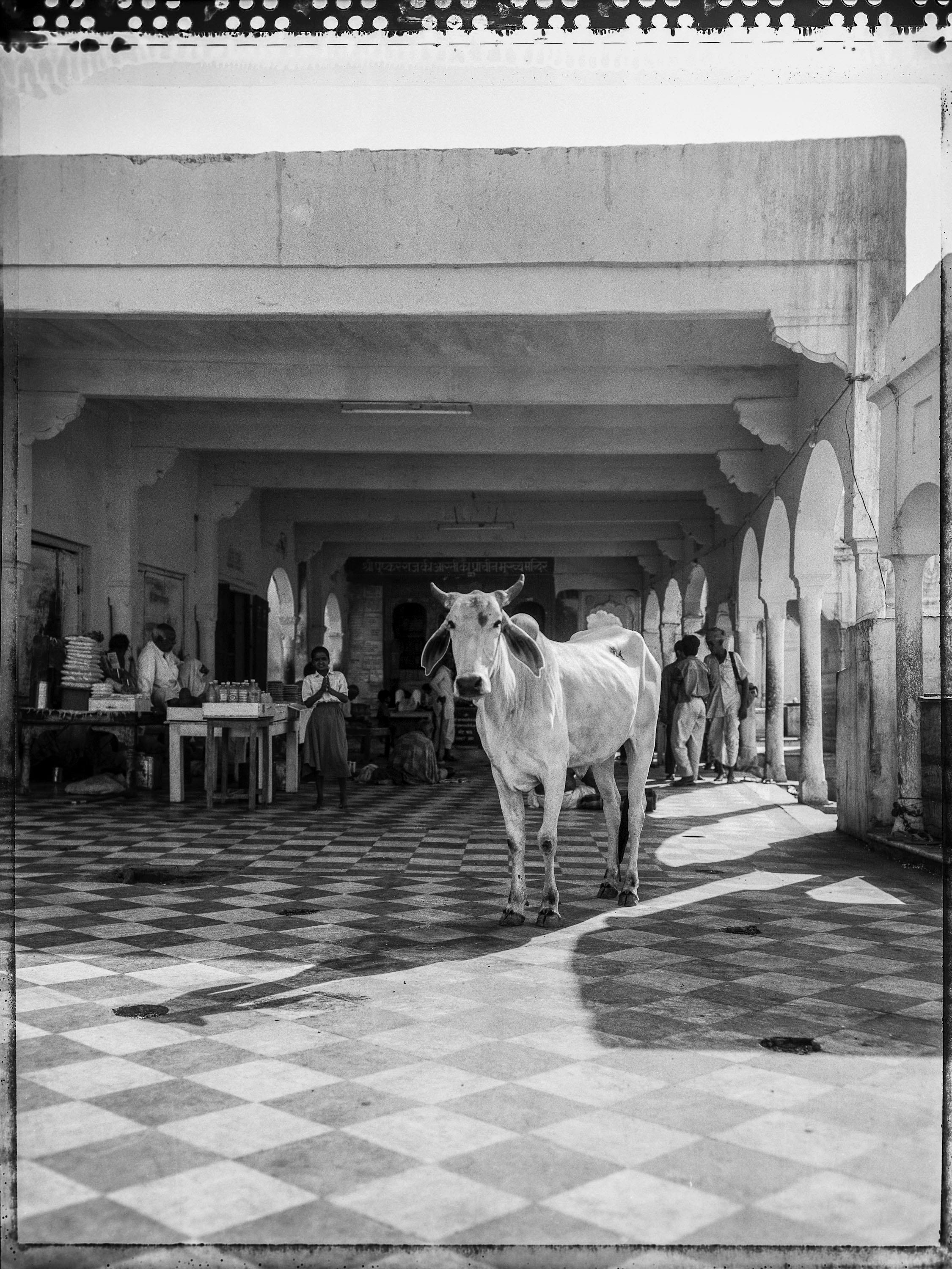 Carlo Bevilacqua Portrait Photograph - Holy cow in a Pushkar Market - Rajastan - India - ( from  Indian Stills series )