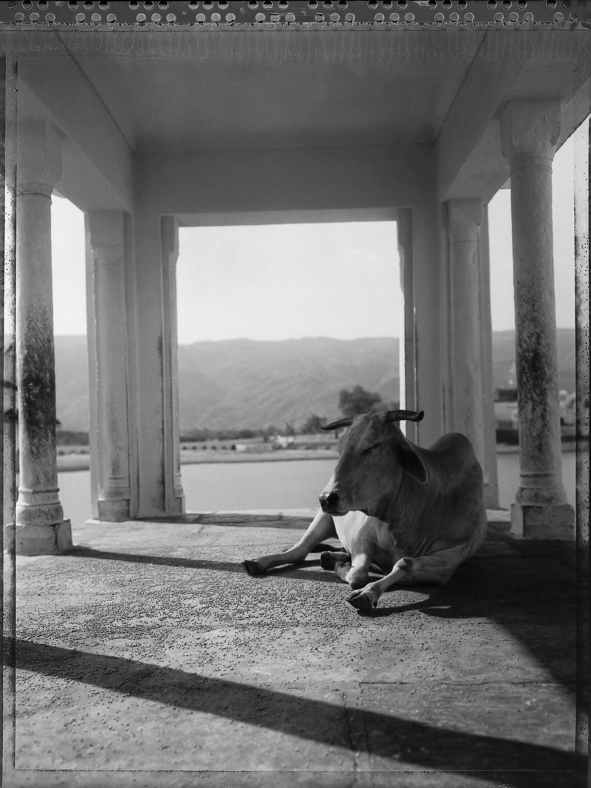 Carlo Bevilacqua Black and White Photograph - Holy Cow in Pushkar Temple - Rajastan-  India - ( from  Indian Stills series )