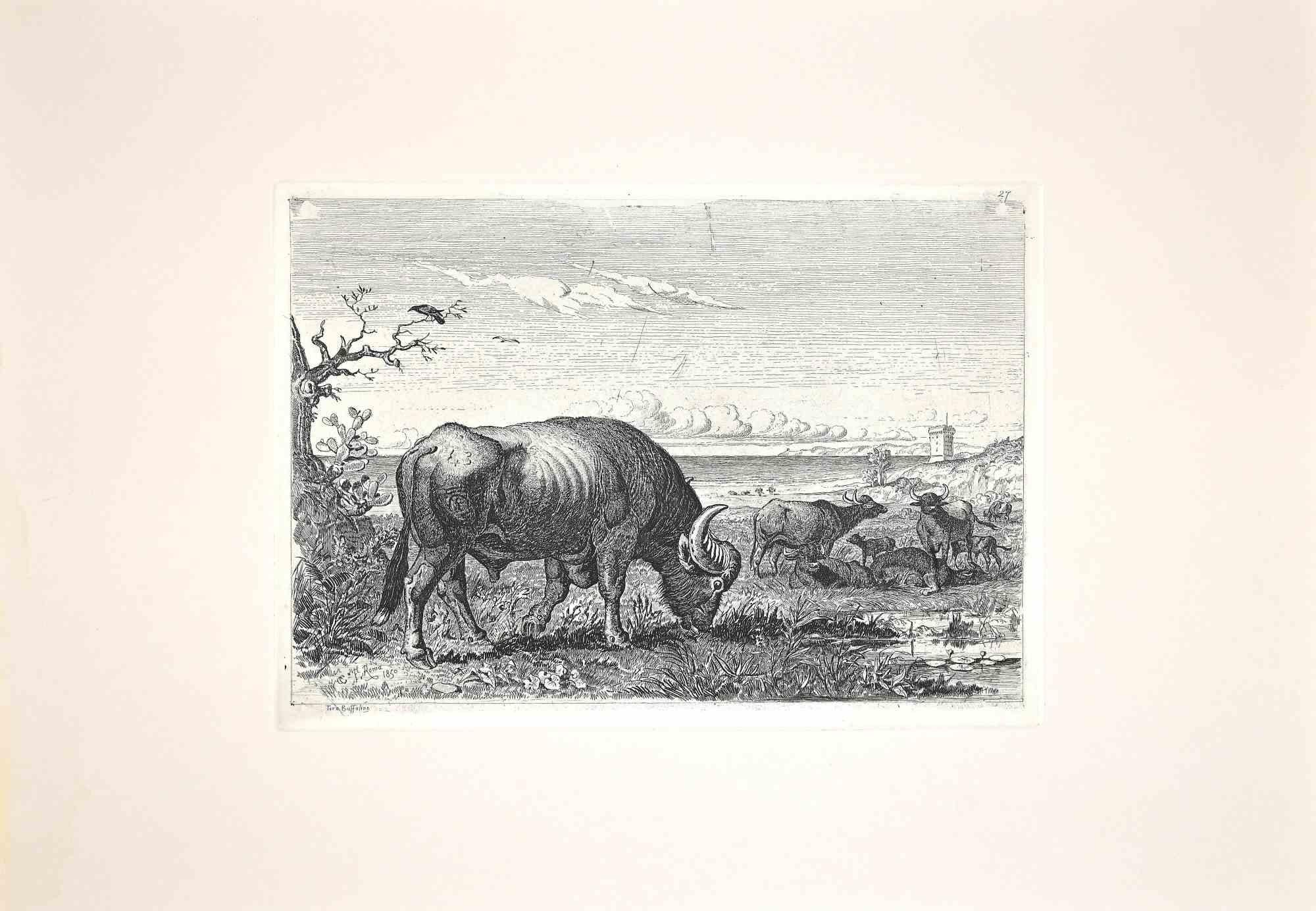 Carlo Coleman Landscape Print - Bulls in the Roman Countryside - Original Etching by Charles Coleman - 1992