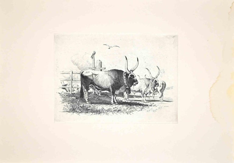 Carlo Coleman Figurative Print - Bulls in the Roman Countryside - Original Etching by Charles Coleman - 1992