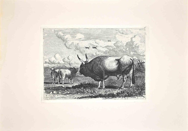 Carlo Coleman Figurative Print - Bulls in the Roman Countryside - Original Etching by Charles Coleman - 1992