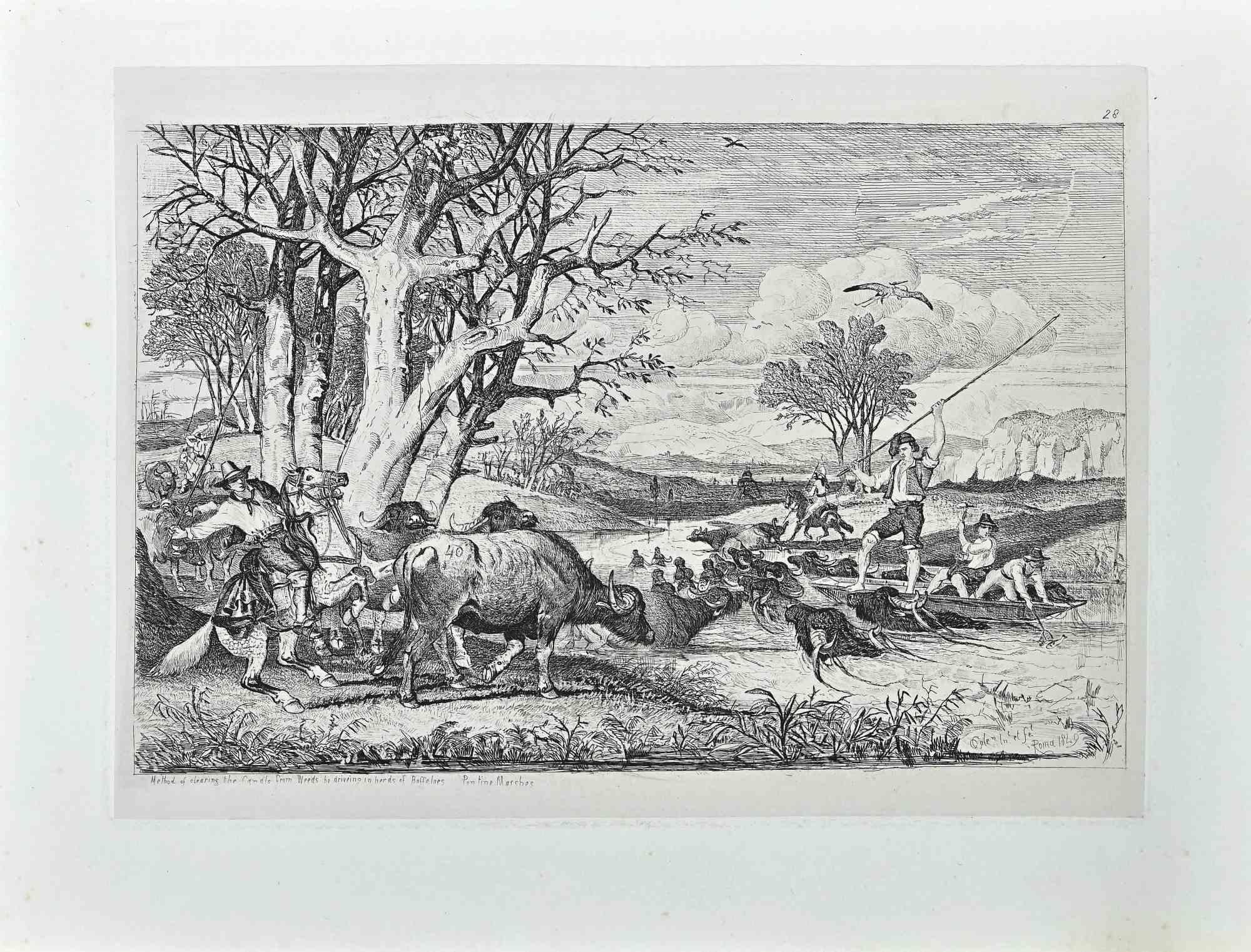 Herd of Buffaloes is an etching on paper realized by Carlo (Charles) Coleman in 1849 in Rome, Italy.

Signed on the plate and dated on the lower right and titled on the lower left.

Good conditions.

The artwork is created through deft strokes by