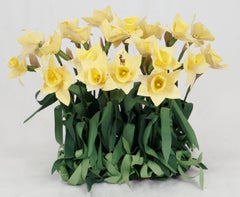 Daffodils mit Markenzeichen