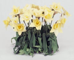 Used Daffodils