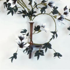 Tuxedo Clematis (Clematis tuxedis)