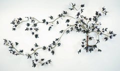 Used Tuxedo Clematis (Clematis tuxedis)