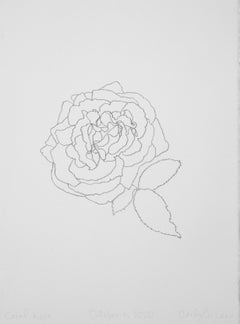 'Coral Rose' - graphite botanical drawing - flower drawing - flora