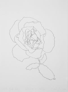 'Light Pink Rose' - graphite botanical drawing - flower drawing - flora