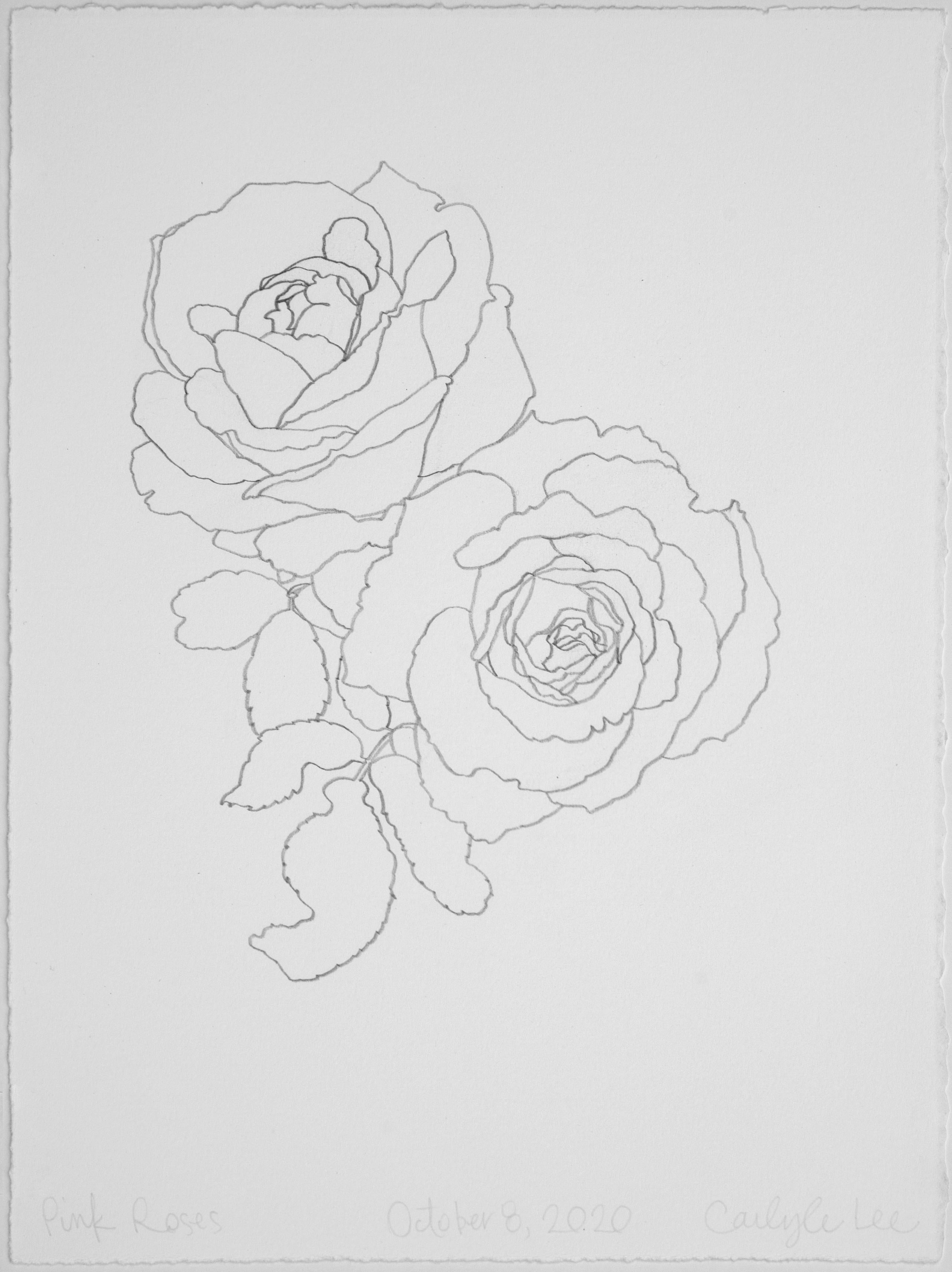 'Pink Roses' - graphite botanical drawing - flower drawing - flora - Painting by Carlyle Wolfe Lee