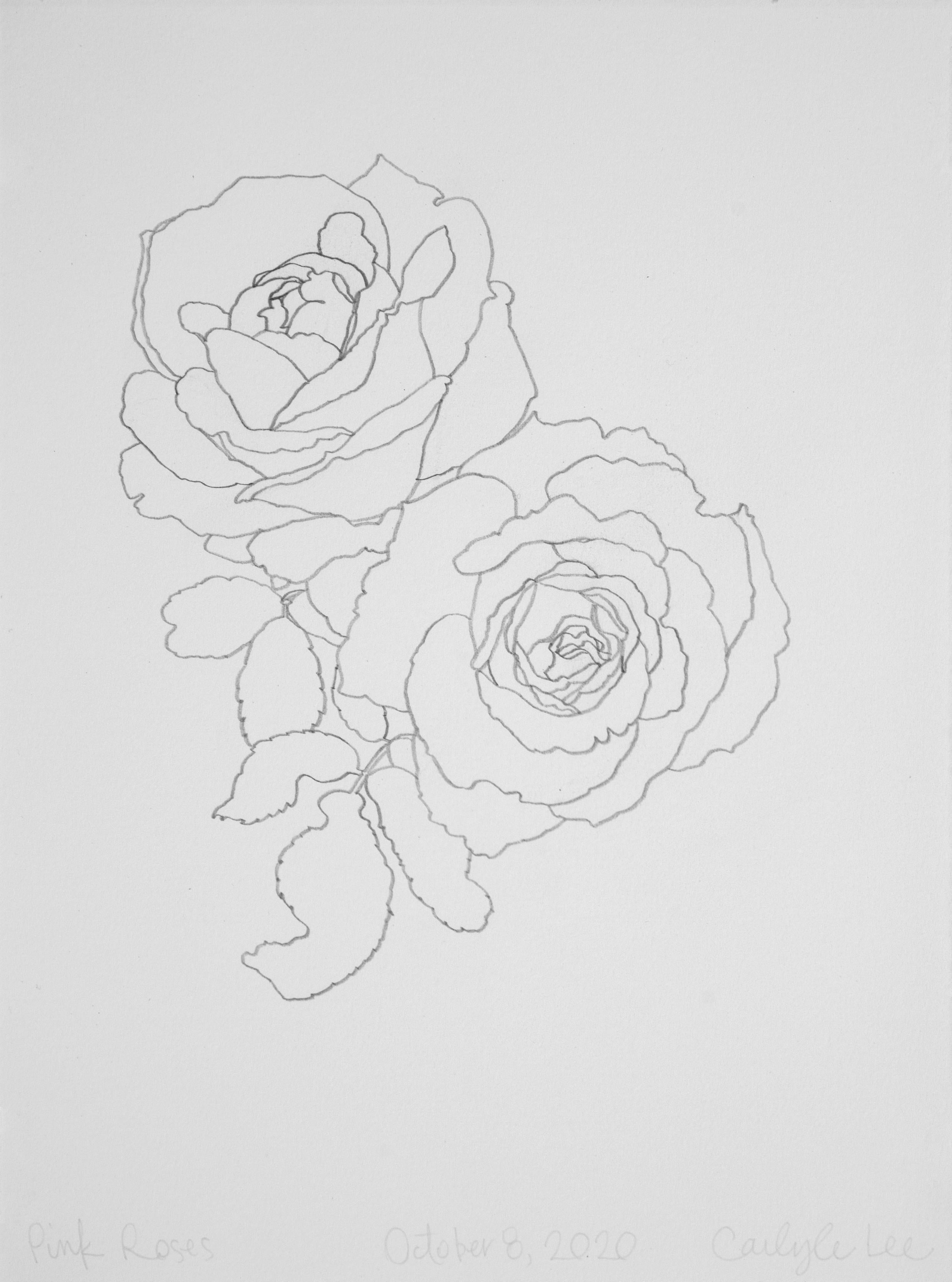 Carlyle Wolfe Lee Abstract Painting - 'Pink Roses' - graphite botanical drawing - flower drawing - flora