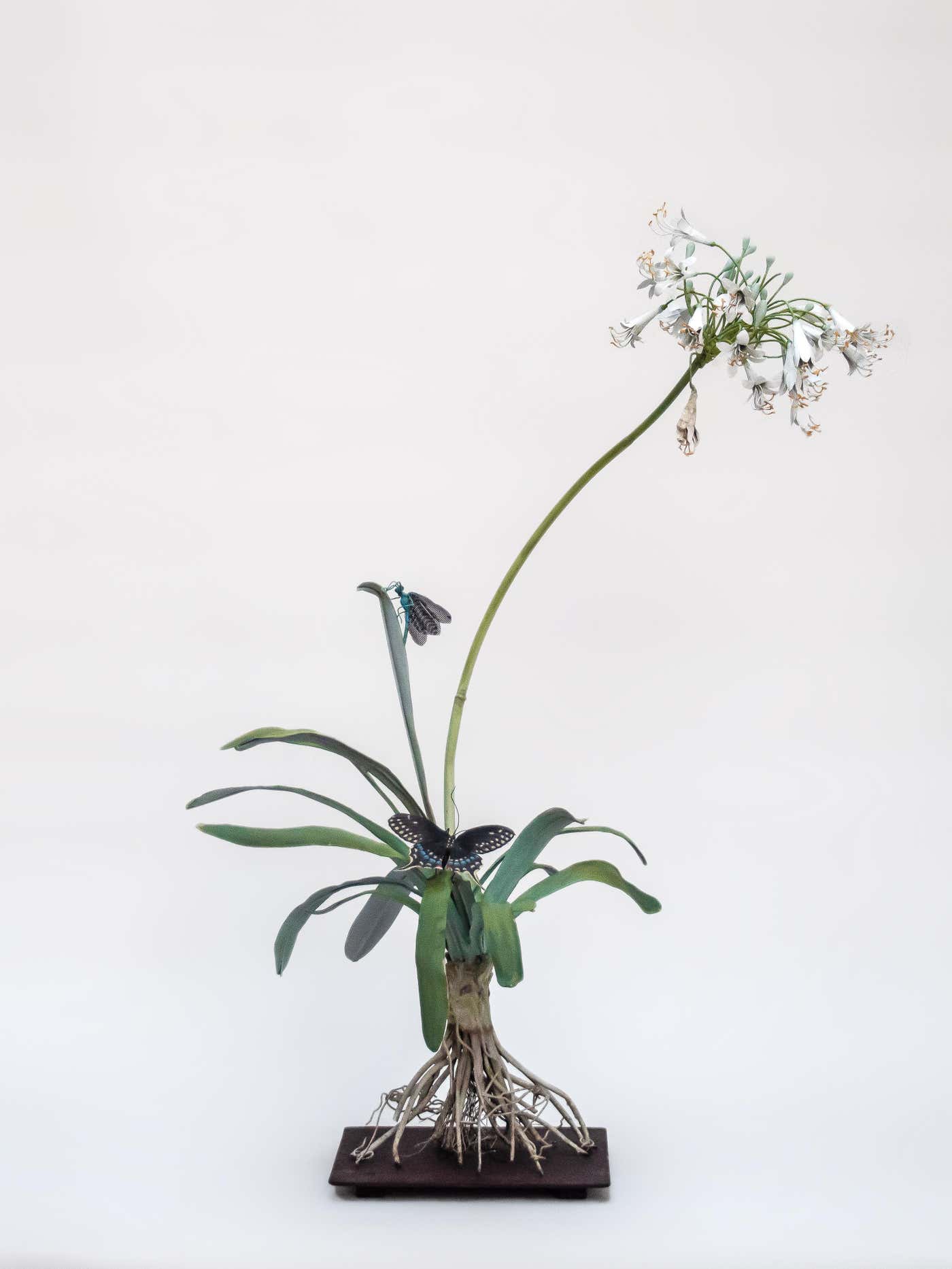 Carmen Almon - Agapanthus with Eastern Black Swallowtail For Sale at ...