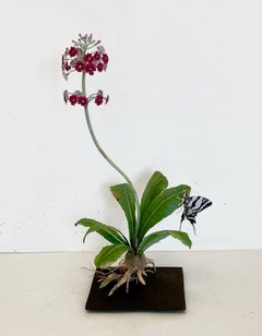Used Auricula with Zebra Swallowtail