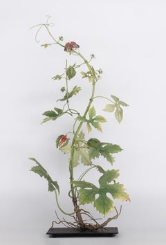 Balsam Apple with Menippe