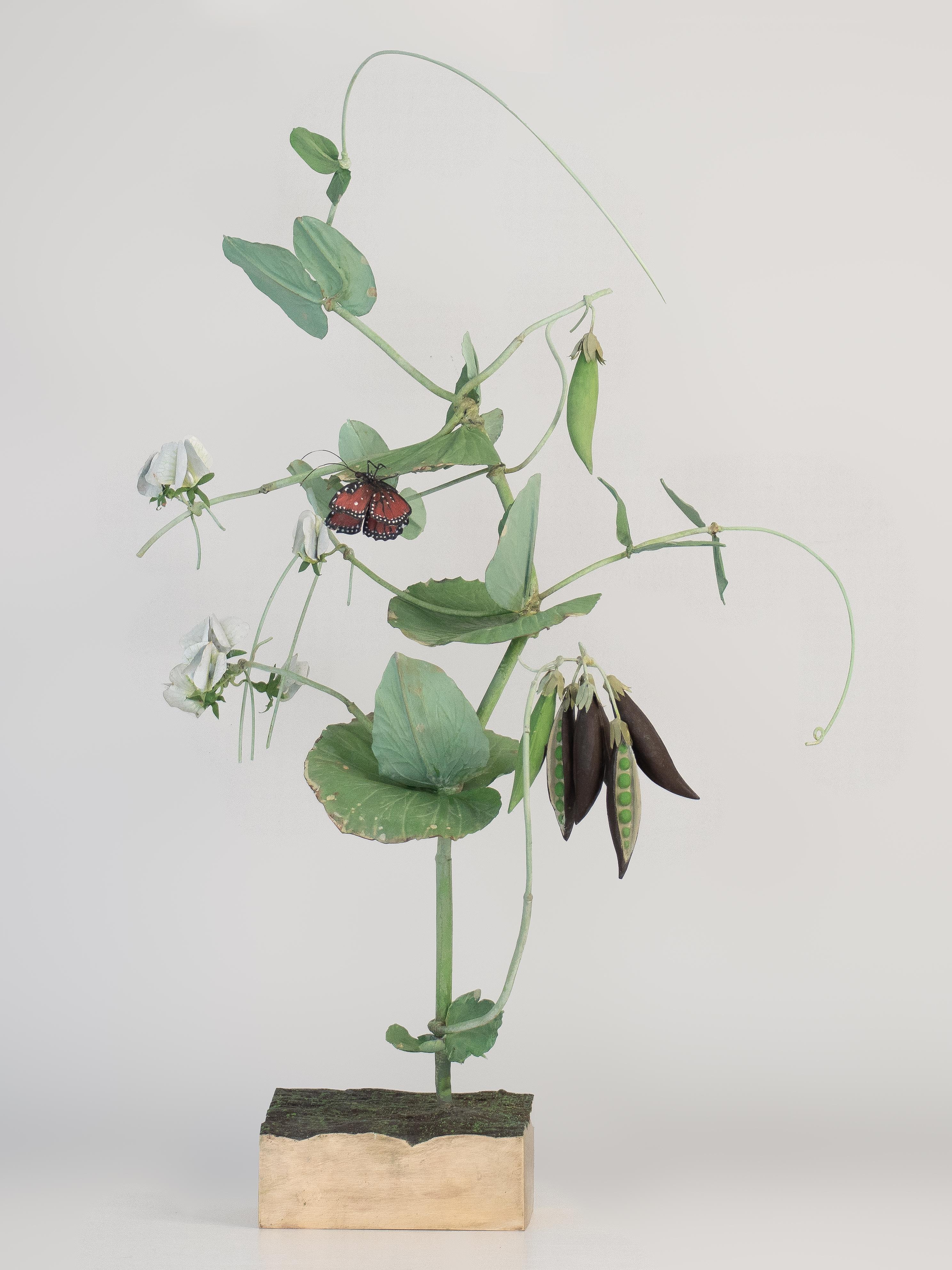 Carmen Almon Still-Life Sculpture - Black Peas with Stalachtis