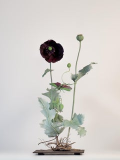 Schwarzer Mohn mit fliegendem rosa geflügeltem Grashüpfer