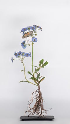 China Aster with Giant Sphinx Moth