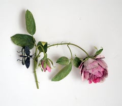 Hanging Cabbage Rose with Sphinx Moth