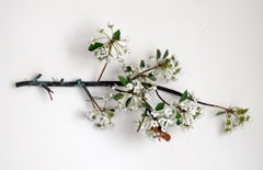 Hanging Pear Blossom Branch with Linnaeus Moth