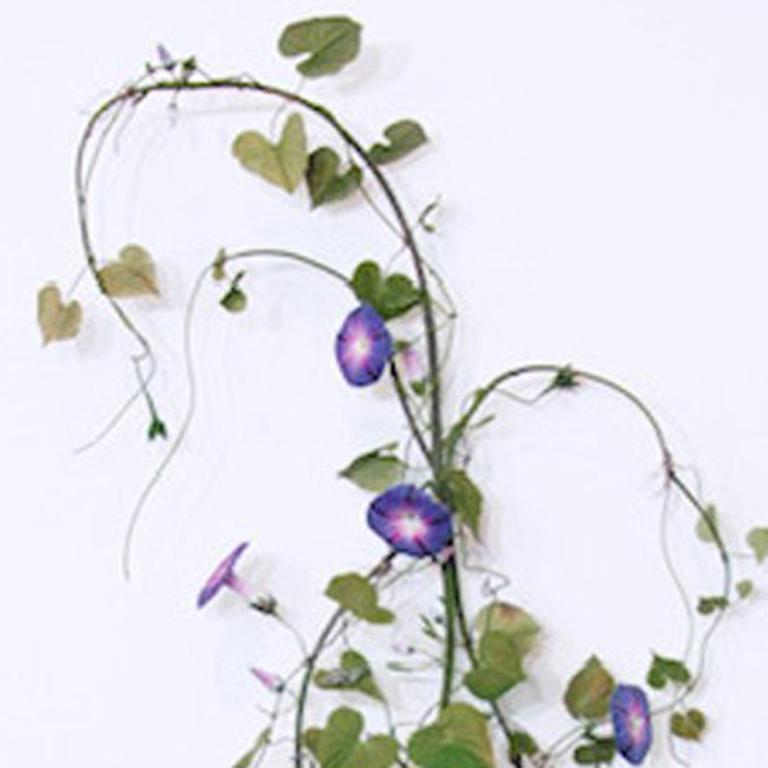 Morning Glories with Queen Cracker Butterfly - Sculpture by Carmen Almon