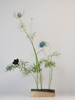 Nigella with Black Dryad