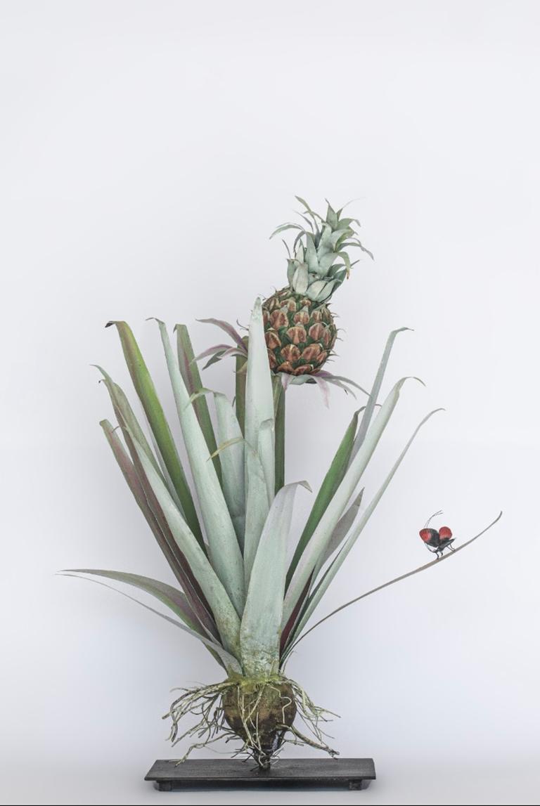 Plante Sculptures