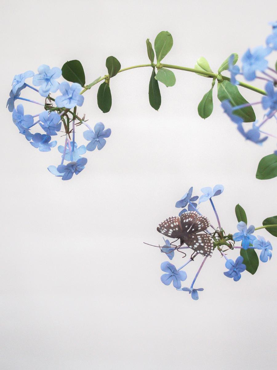 Plumbago with Checkered Skipper - Sculpture by Carmen Almon