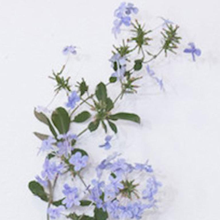 Plumbago with Spotted Grasshopper - Sculpture by Carmen Almon