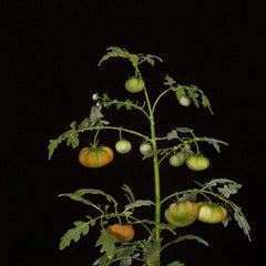 Tomato Plant with Syntomide