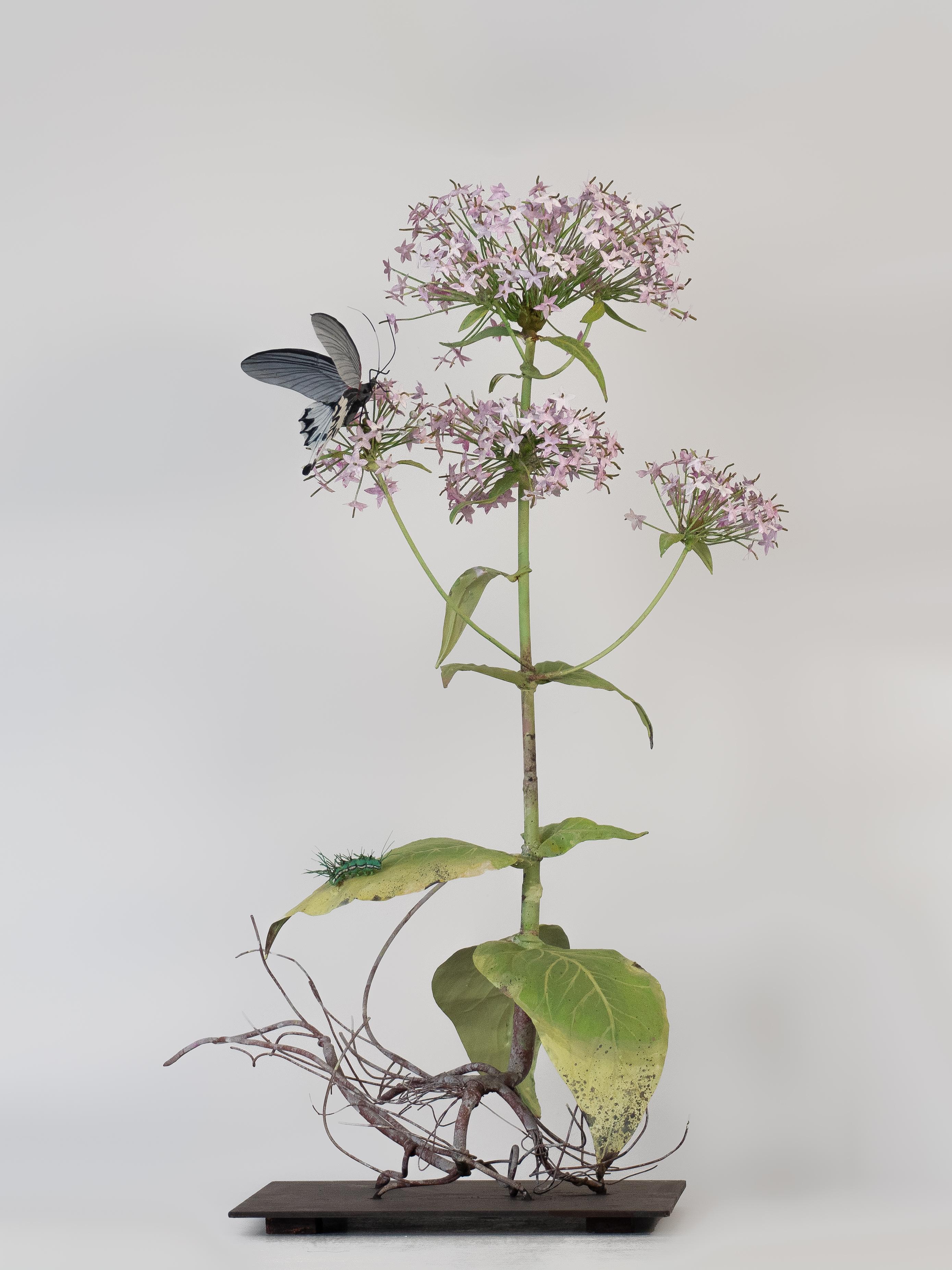 Carmen Almon Still-Life Sculpture - Valerian with Spice Bush Swallowtail